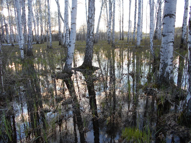 Путь через лес/Through the forest