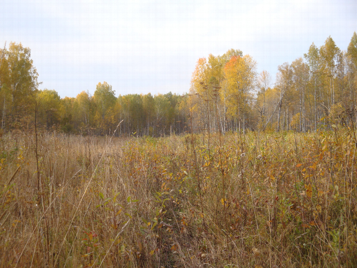 Местный пейзаж / Local landscape