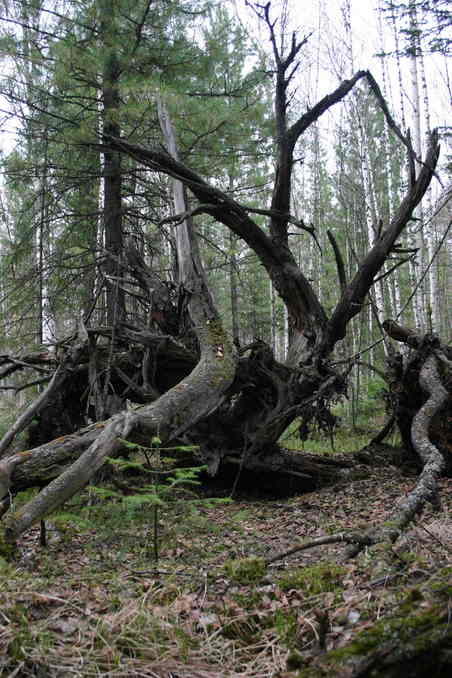 В лесу -- In the forest