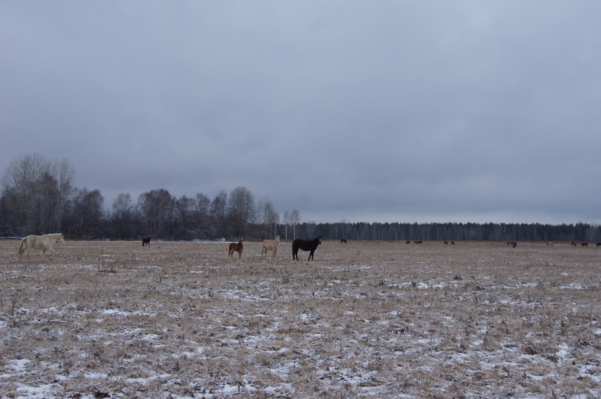 Пастбищные луга / Pasture meadows