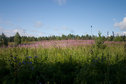 #7:  View from the road (650 meters away from the confluence)