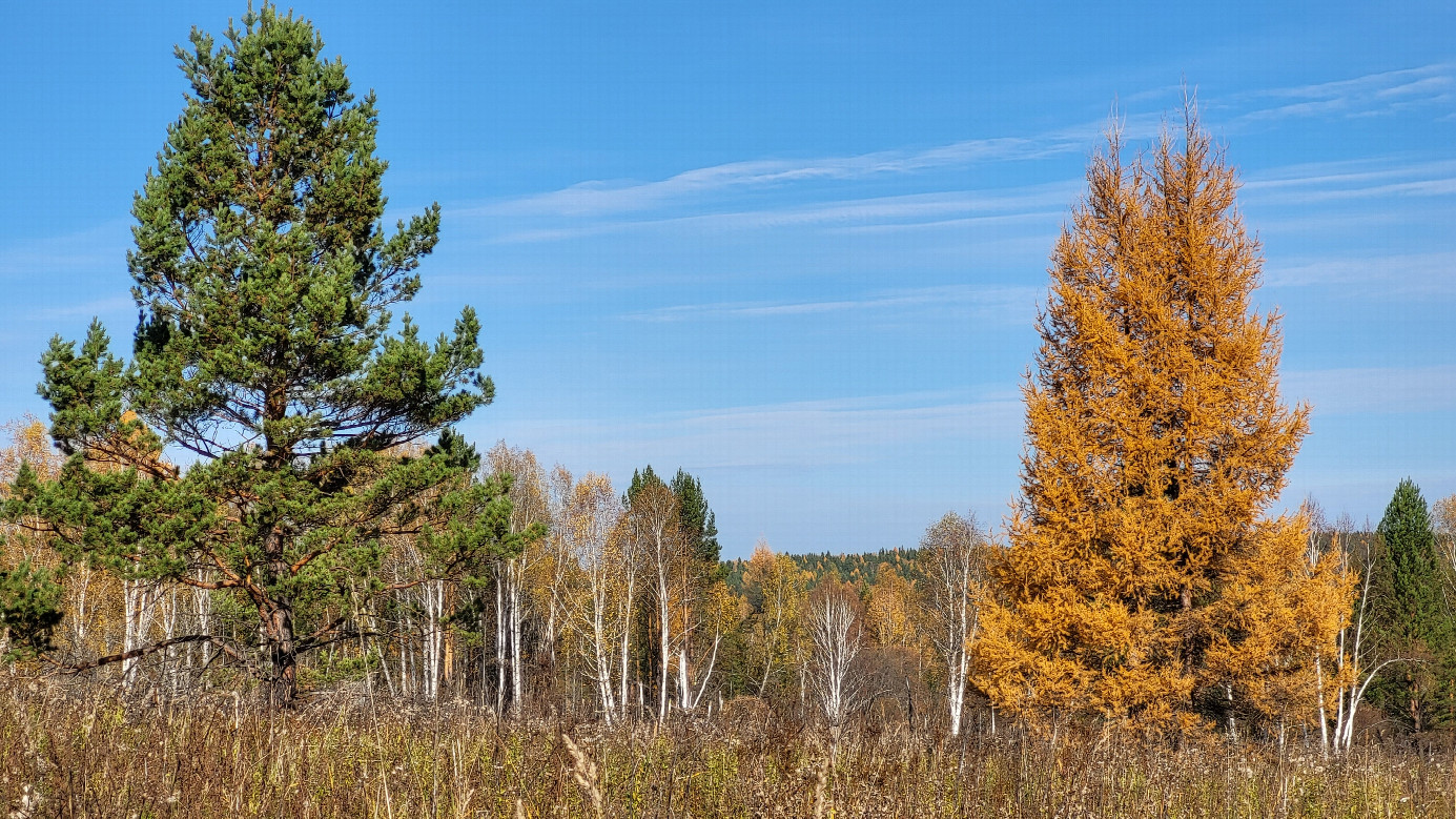 Осенний контраст / Autumn contrast