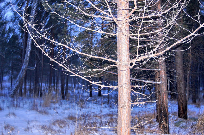 На Север/Looking North