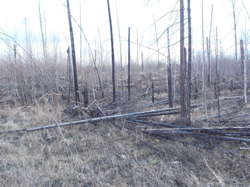 Горелая тайга/Burned taiga