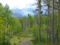 #7: 1 km from the confluence point: traces forestry – the Stanowoi Ridge in background