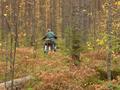 #9: Пешком по лесу/Walking through the forest