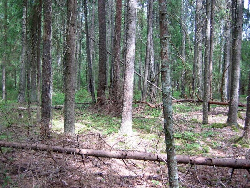 View to the north / Вид на север