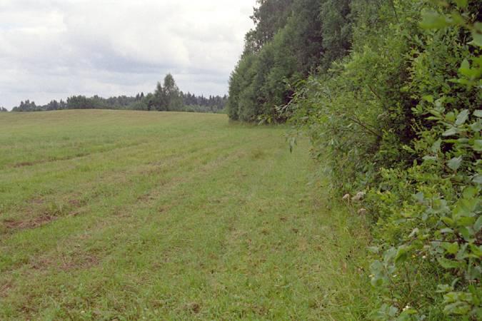 Общий вид с опушки, примерно на юг / View South from the forest edge near the CP