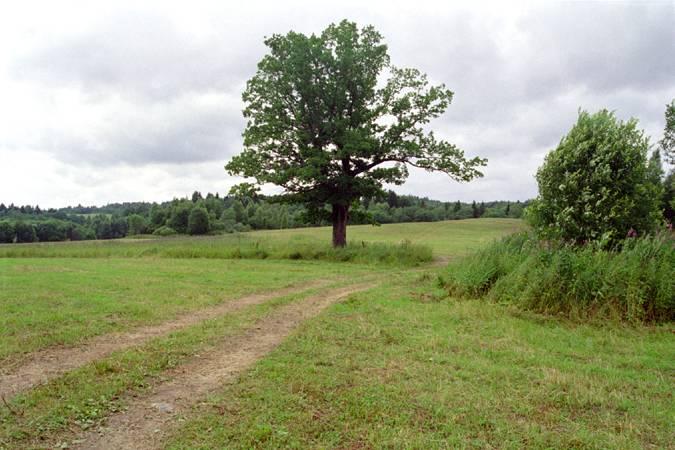 Точка за дубом, через 800 м / Oak 800 metres from the CP