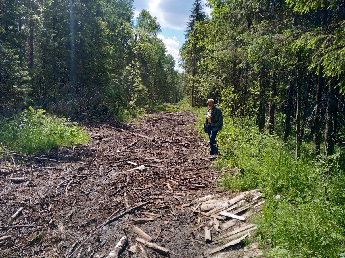 Loggers road