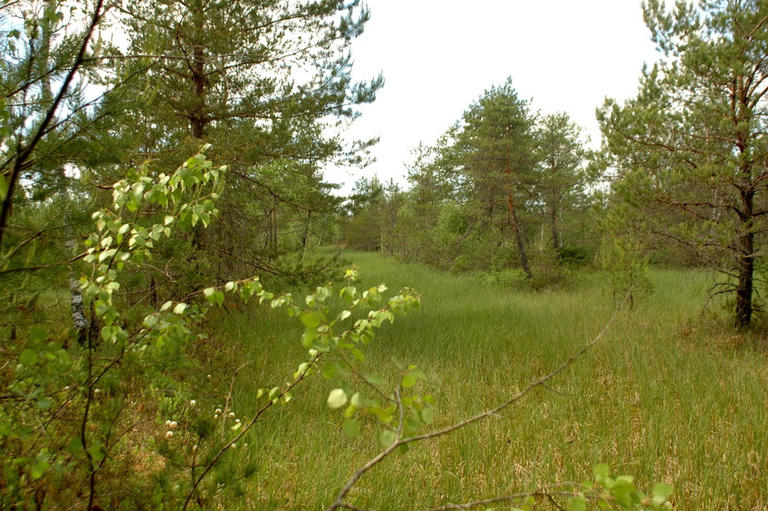 Swampy strip (peatery?) / Полоса торфоразработки (?)