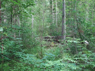 #1: Точка пересечения/General view of Confluence point