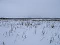 #4: Вид на запад в направлении деревни Вогулка -- West view towards Vogulka village