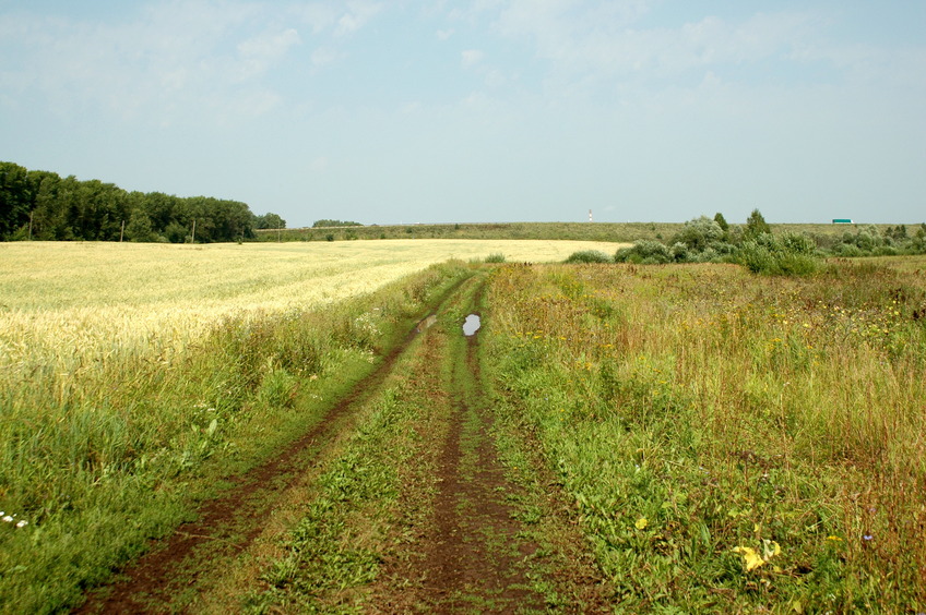 Dirt field road / Полевая дорога