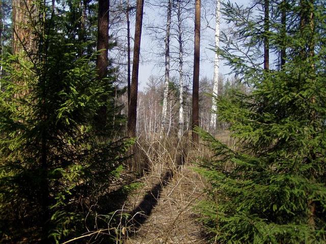 Место конфлюэнции. Общий вид -- Confluence area.  General view