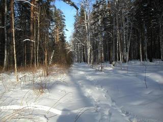 #1: В нескольких метрах от точки конфлюенции - просека. Вид на Север. -- A few meters from the confluence point - a clearing.  View to the North.