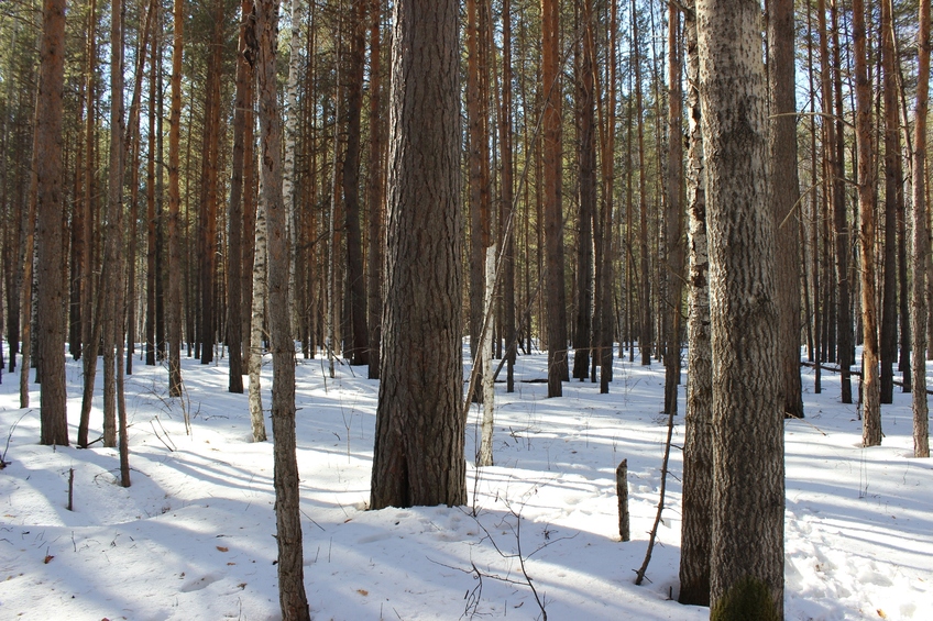 На восток / East view