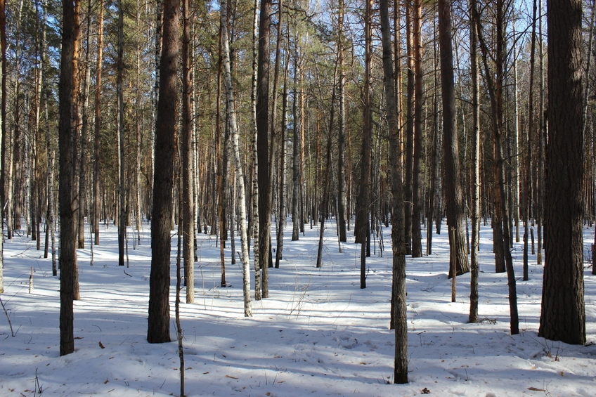 На запад / West view