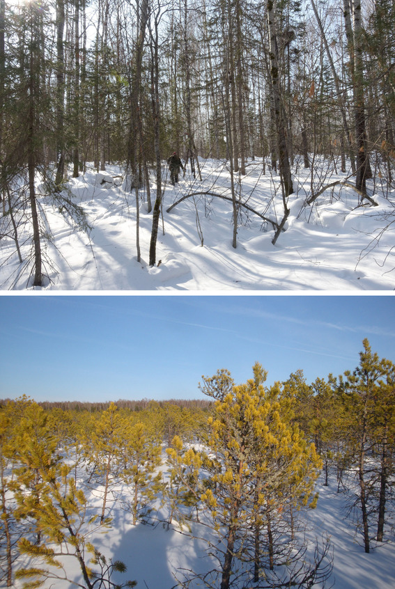 ... и по лесу / ... and through the forest