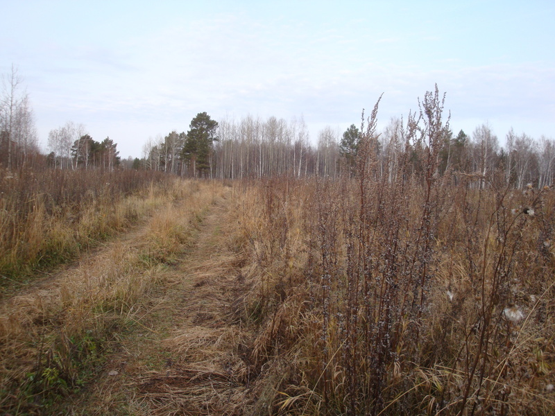 Полевая дорога / Field road