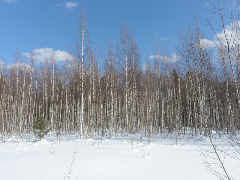 Молодые березки / Young birches