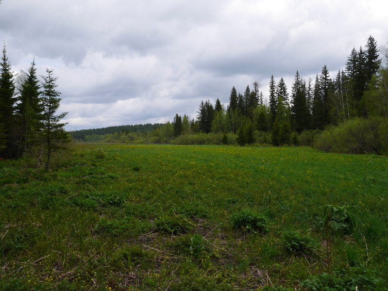 Поляна рядом с Confluence 57°N 93°E / A glade near the confluence