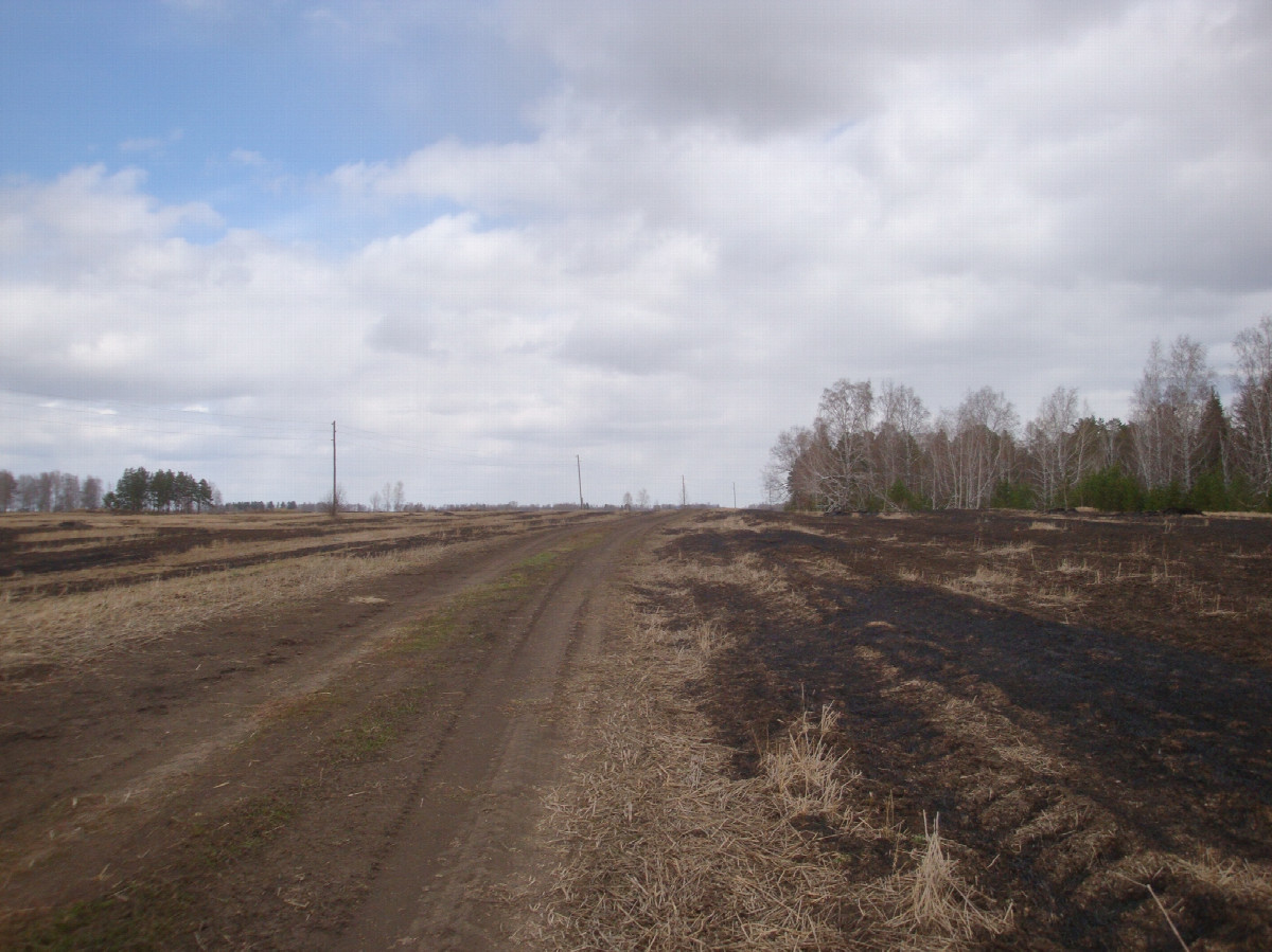 Полевая дорога / Field road