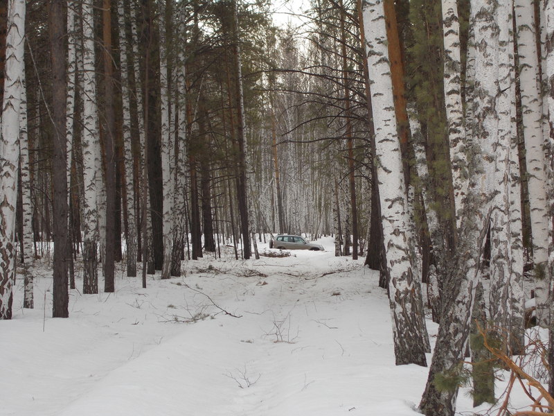 Просека/Logging path