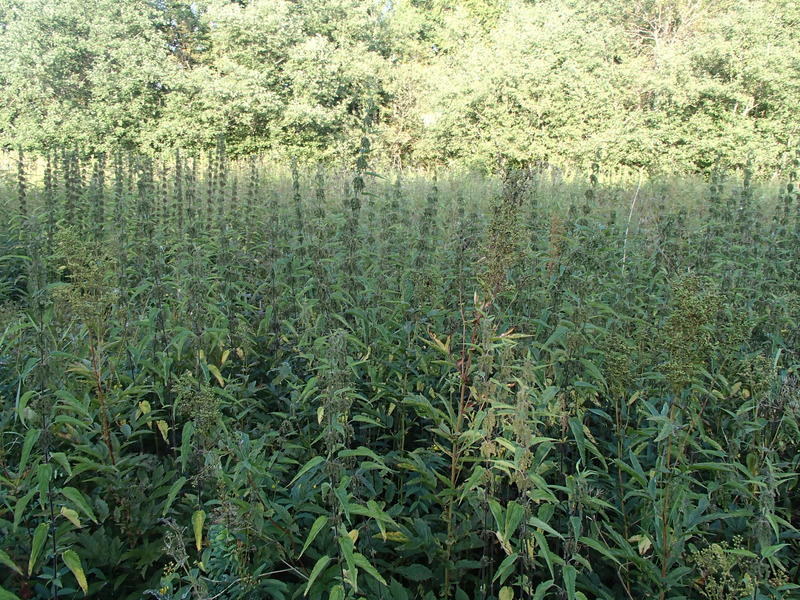 Untouched nettle growth / Нетронутые заросли крапивы