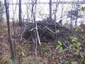 #7: The beaver lodge