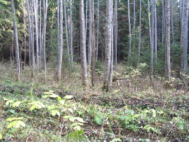 General view of the Confluence Point from the forest road (80 m to CP)