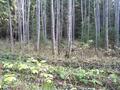 #6: General view of the Confluence Point from the forest road (80 m to CP)