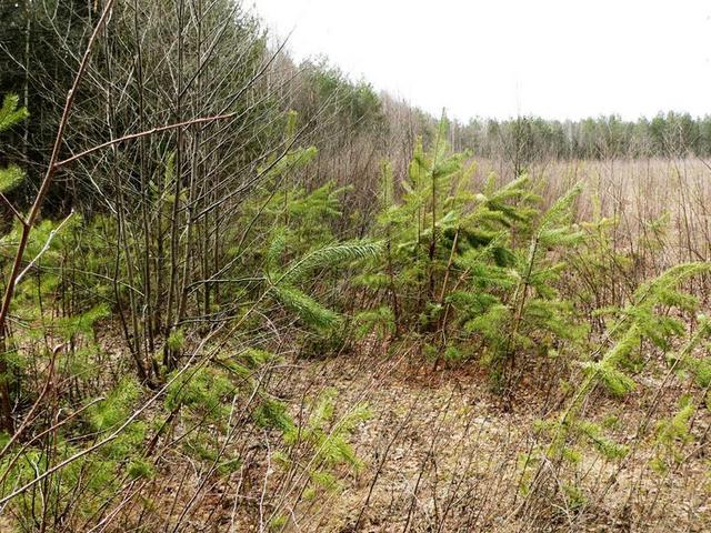 Forest edge 50 m from the point