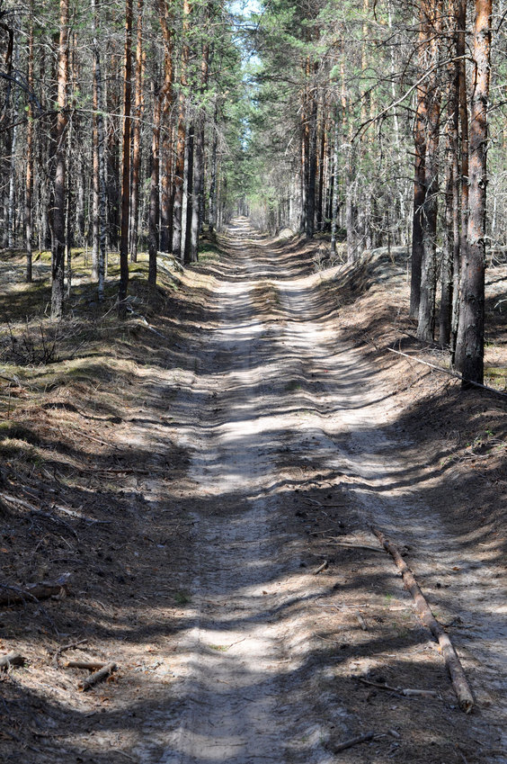 Сухая дорога в лесу до точки/Forest road to the CP