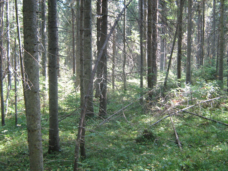 General view of the confluence