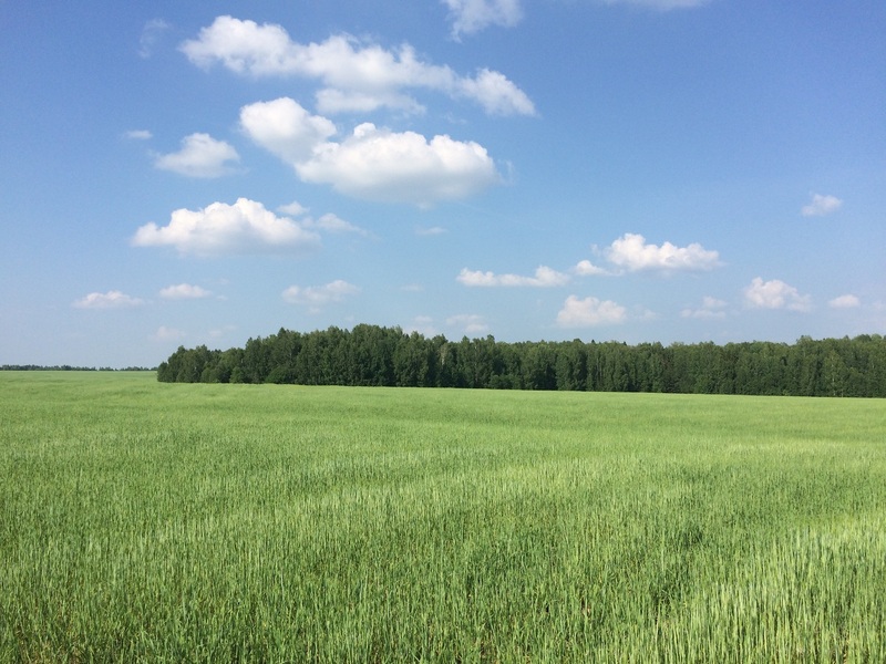 Green field not far from the confluence point