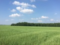 #4: Green field not far from the confluence point