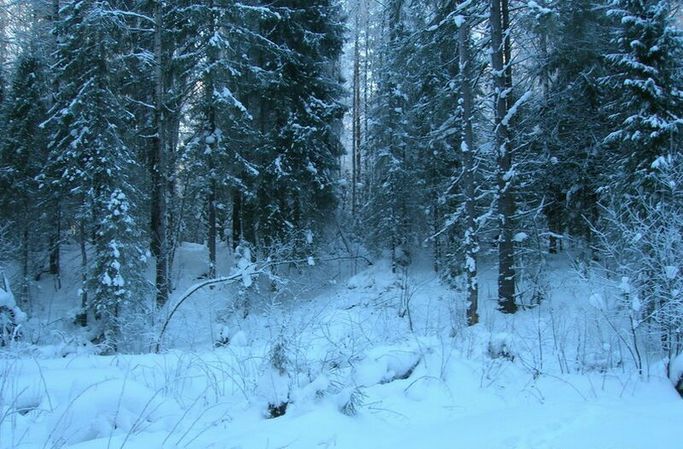 Вид на точку из оврага / View to the confluence from a ravine