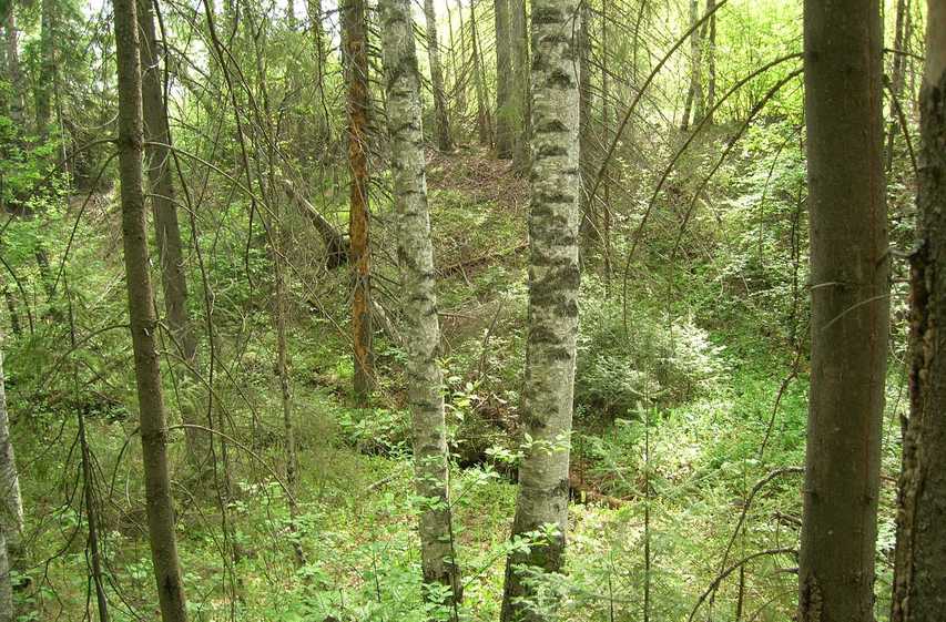 Вид из точки в овраг/View from the confluence to the ravine