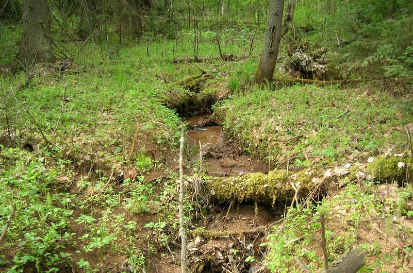 В овраге - ручей/There is a brook in the ravine