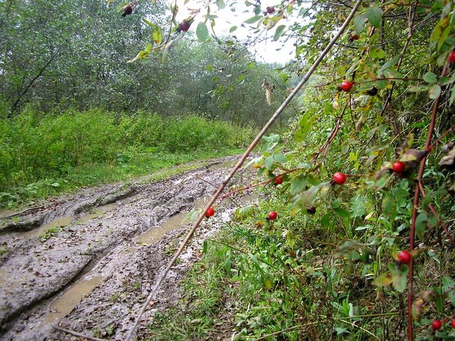 The road along Kutamysh riv.