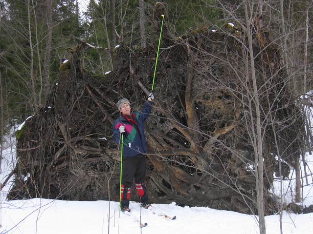 Ilia Yablonko and uprooted pinetree