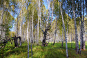 #7: Birches