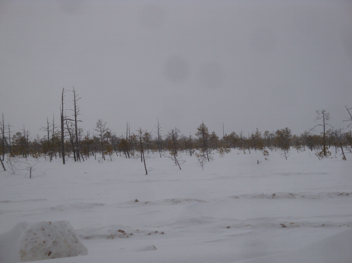 Васюганские просторы / Vasyugan marsh open spaces