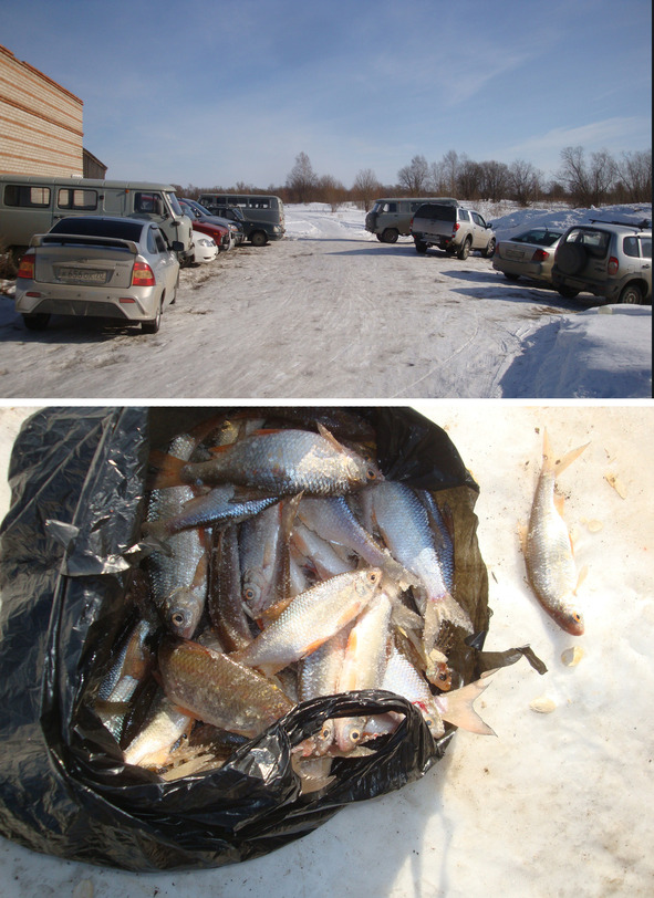 Рыбаков наехало, улов / Many fishermen arrived and... their catch