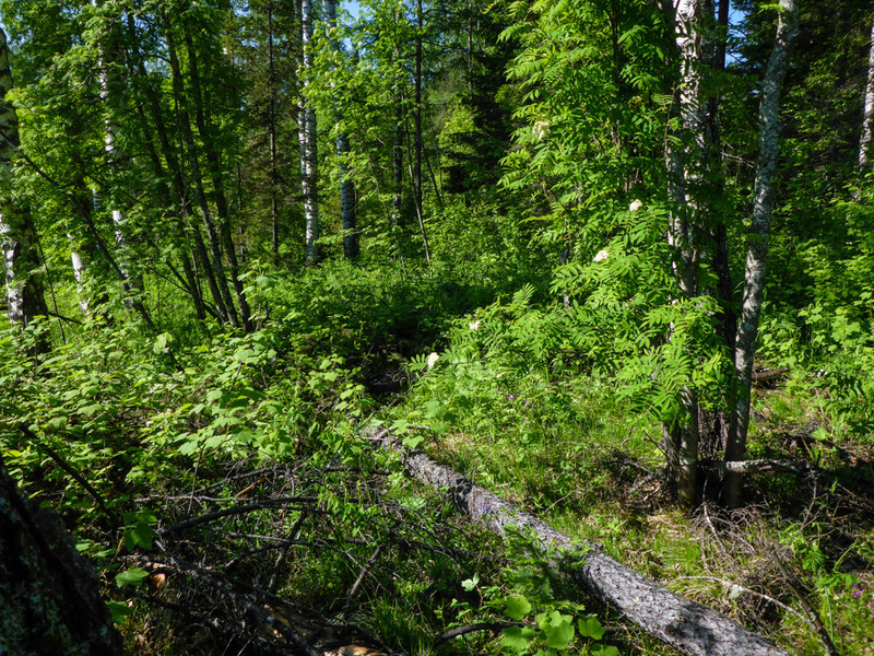 General view Confluence 58°N 94°E