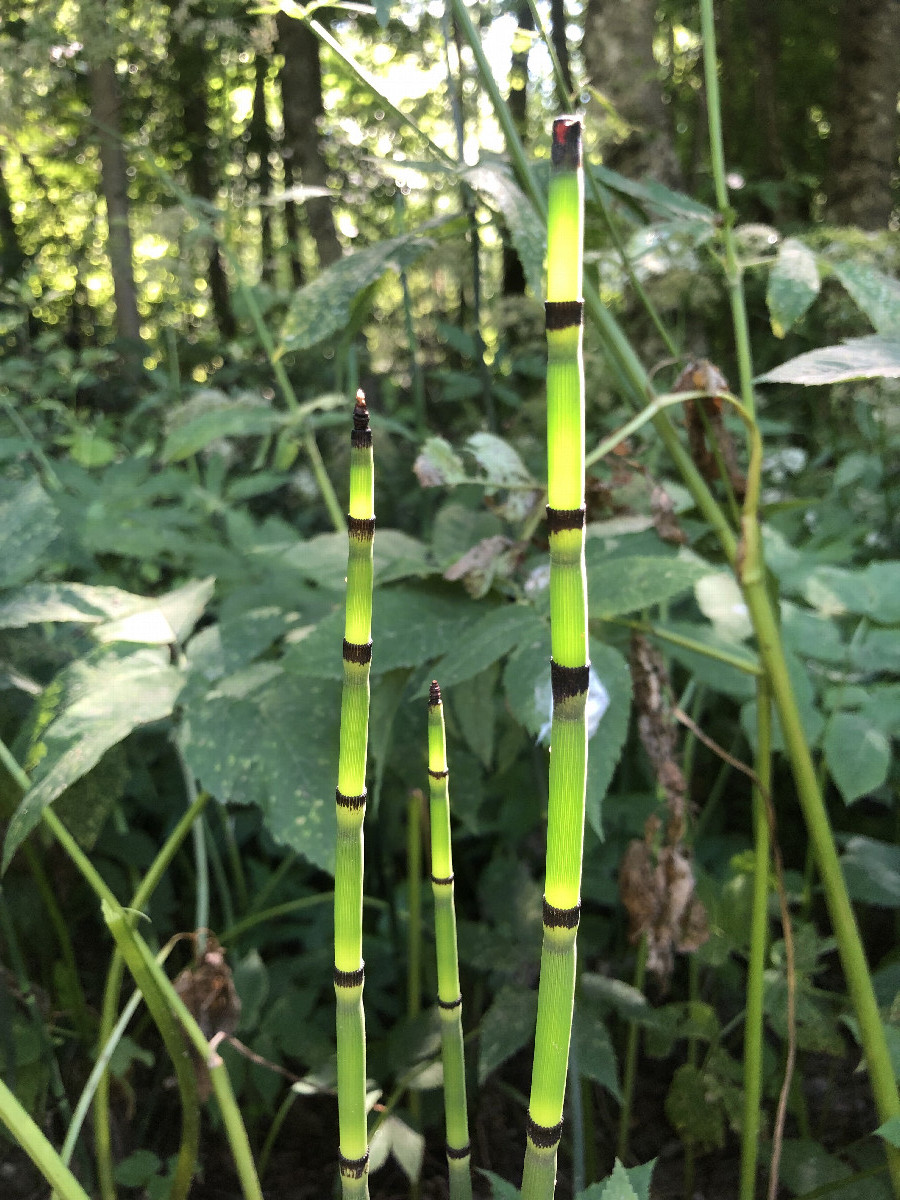 Horsetail at the Confluence