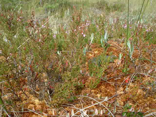 Vegetation in the moor...