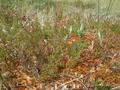 #9: Vegetation in the moor...