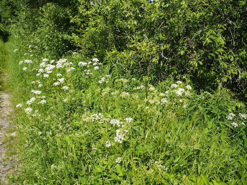 Chervil on road sides / Купырь на обочинах